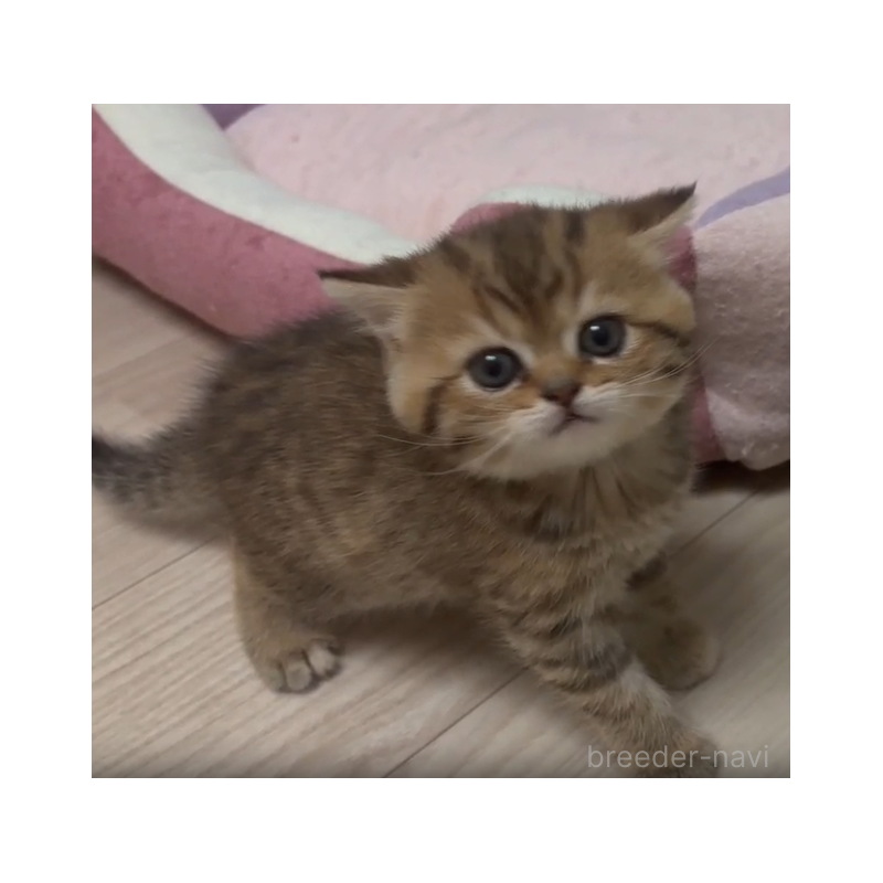 販売中の愛媛県のスコティッシュストレート-127485